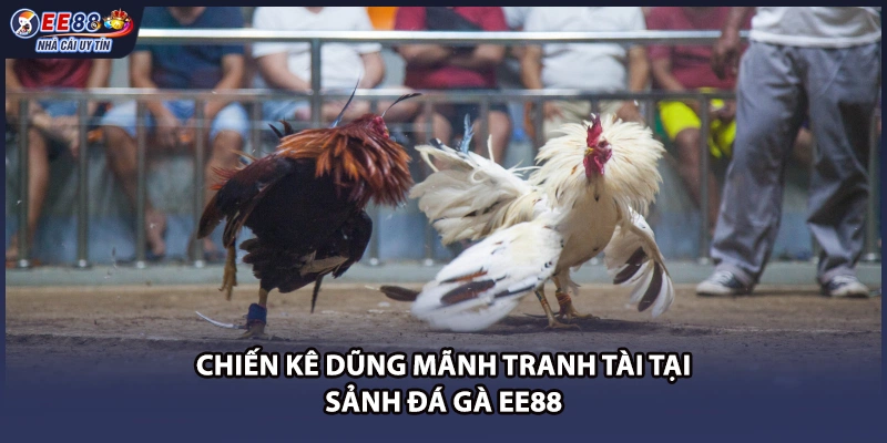 Chiến kê dũng mãnh tranh tài tại sảnh đá gà EE88