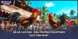Đá Gà Cựa Dao - Đấu Trường Philippines Kịch Tính Nhất
