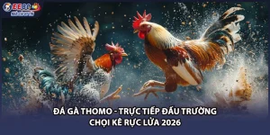 Đá Gà Thomo - Trực Tiếp Đấu Trường Chọi Kê Rực Lửa 2026