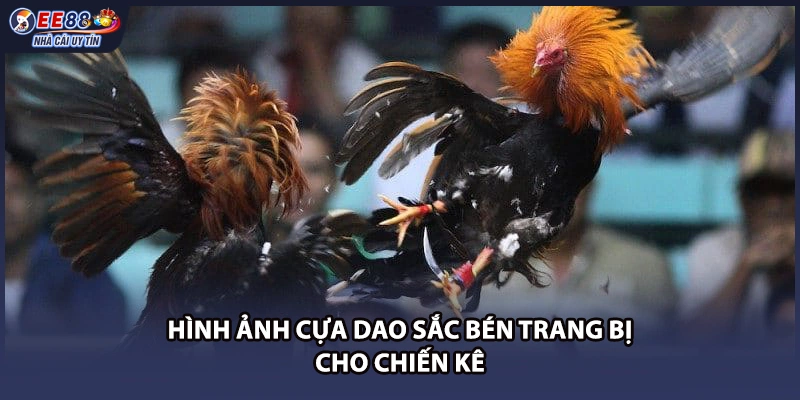 Hình ảnh cựa dao sắc bén trang bị cho chiến kê