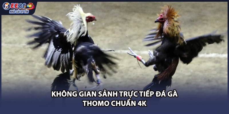 Không gian sảnh trực tiếp đá gà thomo chuẩn 4K
