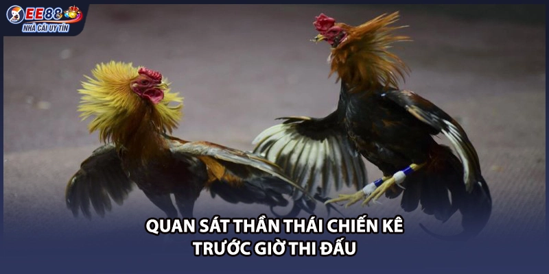 Quan sát thần thái chiến kê trước giờ thi đấu