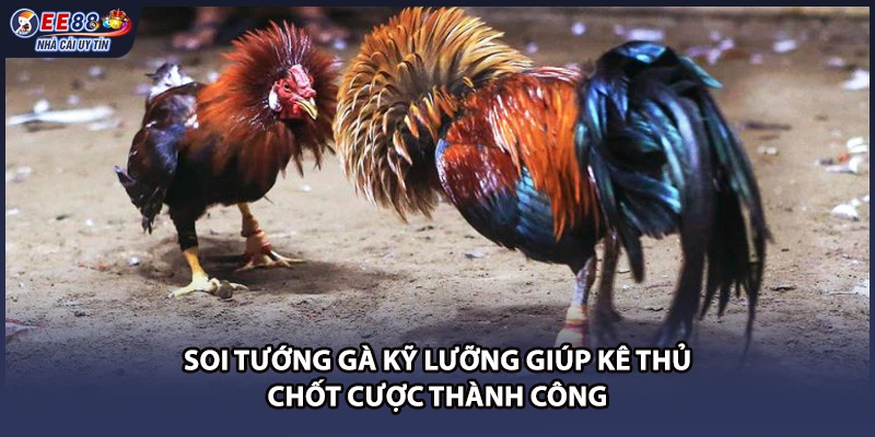 Soi tướng gà kỹ lưỡng giúp kê thủ chốt cược thành công