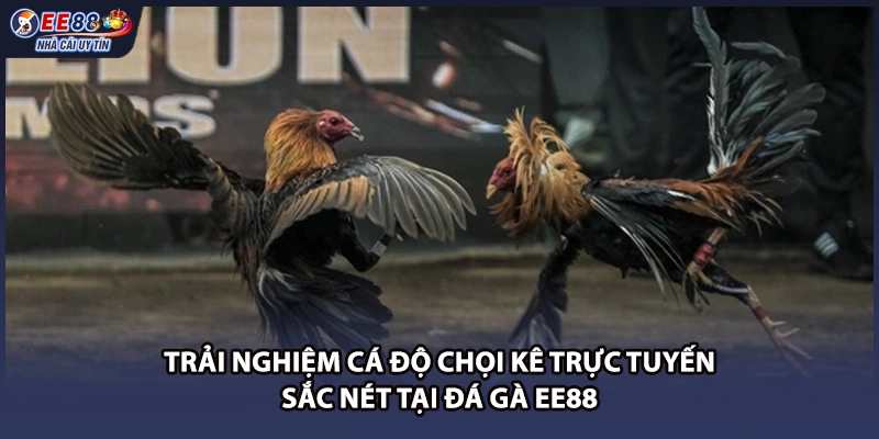 Trải nghiệm cá độ chọi kê trực tuyến sắc nét tại đá gà EE88