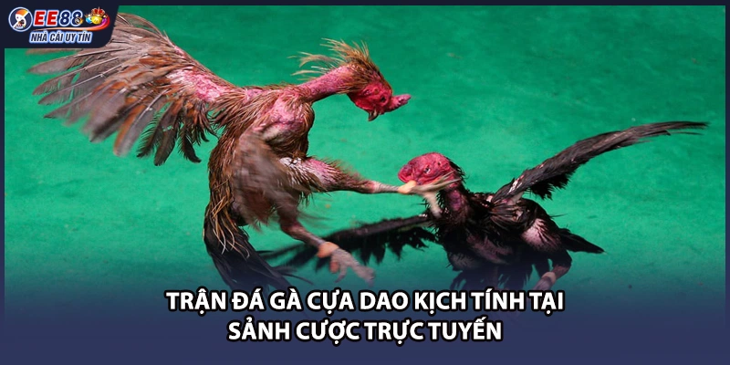 Trận đá gà cựa dao kịch tính tại sảnh cược trực tuyến